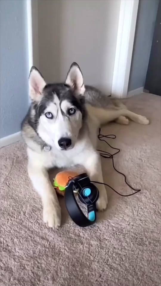 Post 7 by Tail Vibes on TikTok (video)