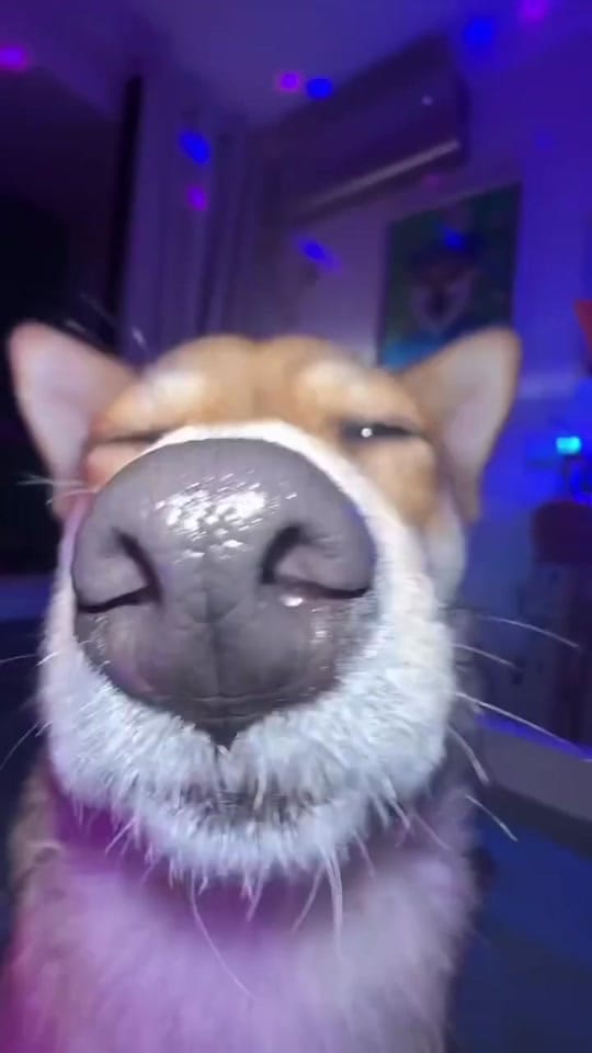 Post 2 by Tail Vibes on TikTok (video)