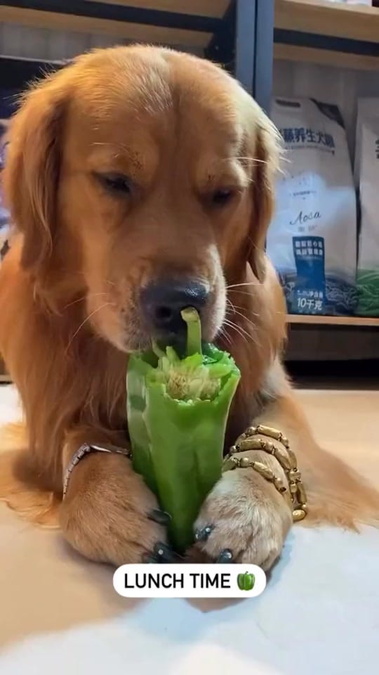 Post 4 by Tail Vibes on TikTok (video)