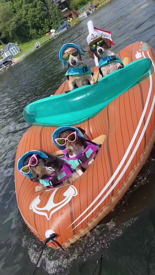 Post 6 by Tail Vibes on TikTok (video)