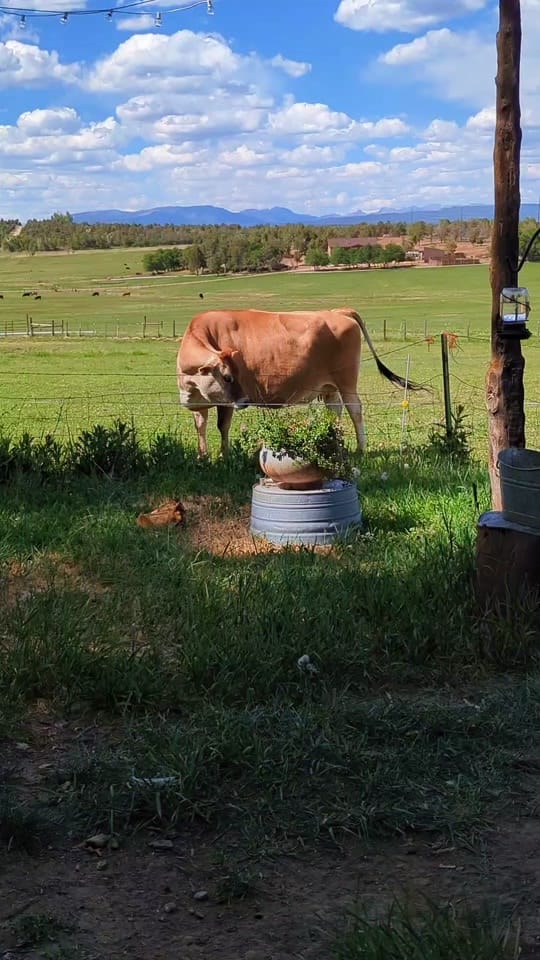 Post 3 by Lille Diane on TikTok (video)