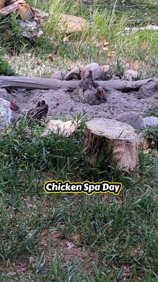 Post 2 by Lille Diane on TikTok (video)