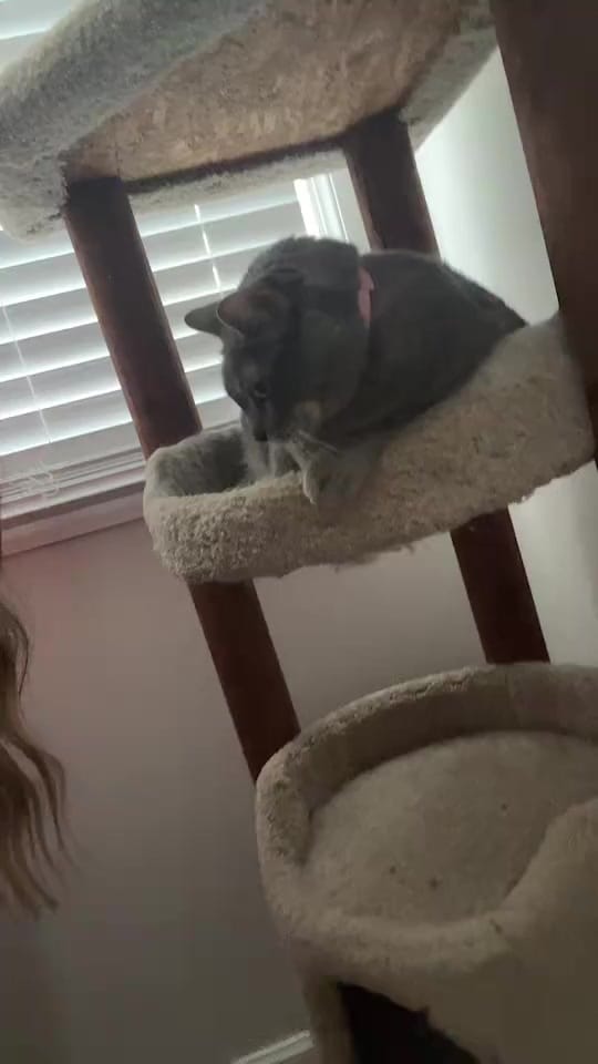 Post 4 by Bree Coffey ☕️ on TikTok (video)
