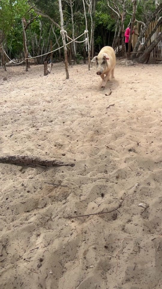 Post 3 by Bree Coffey ☕️ on TikTok (video)