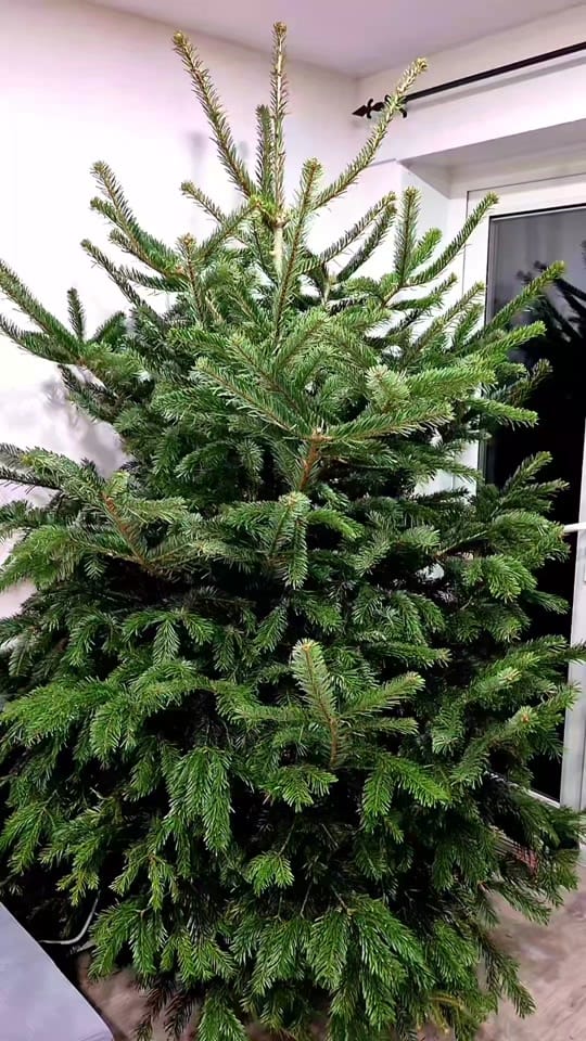 Post 1 by Creyzoll on TikTok (video)