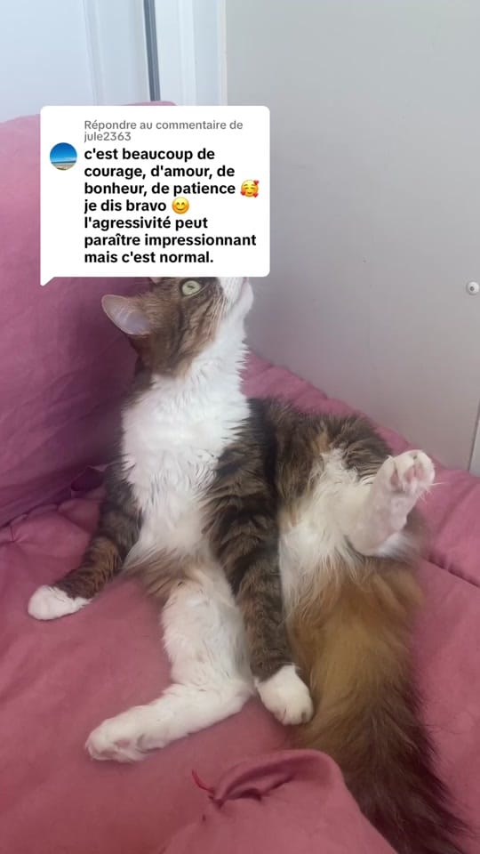 Post 8 by La.Douce.Tribu on TikTok (video)