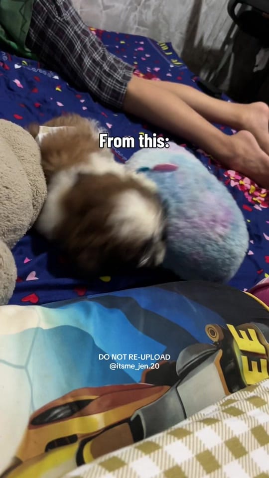 Post 7 by 𝒜𝓁𝒾𝓃𝑔-𝒥𝑒𝓃𝓃𝓎 ౨ৎ˚ᥫ᭡. on TikTok (video)