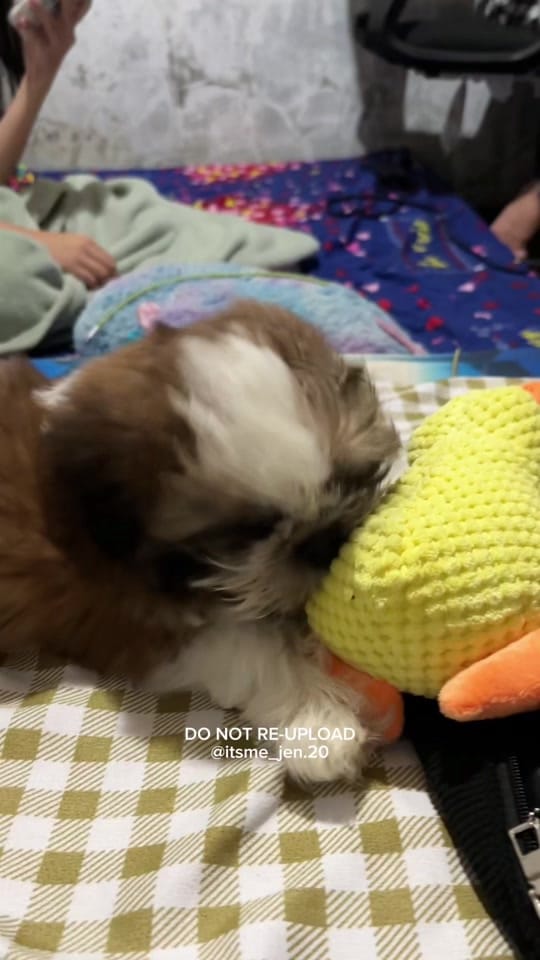 Post 4 by 𝒜𝓁𝒾𝓃𝑔-𝒥𝑒𝓃𝓃𝓎 ౨ৎ˚ᥫ᭡. on TikTok (video)
