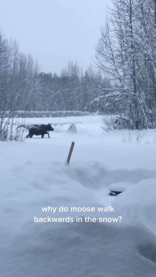 Post 2 by Joe McAneney on TikTok (video)