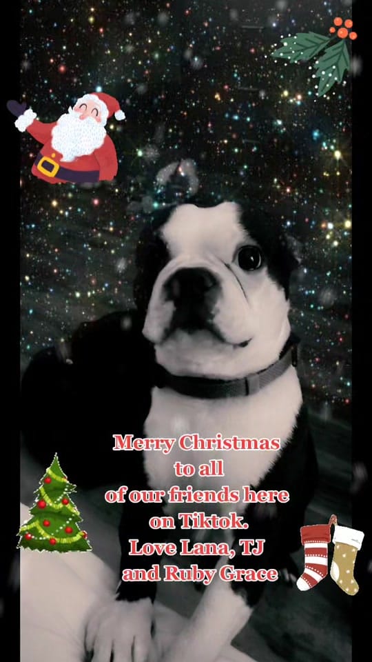 Post 10 by Lana And TJ The Service Dog on TikTok (video)