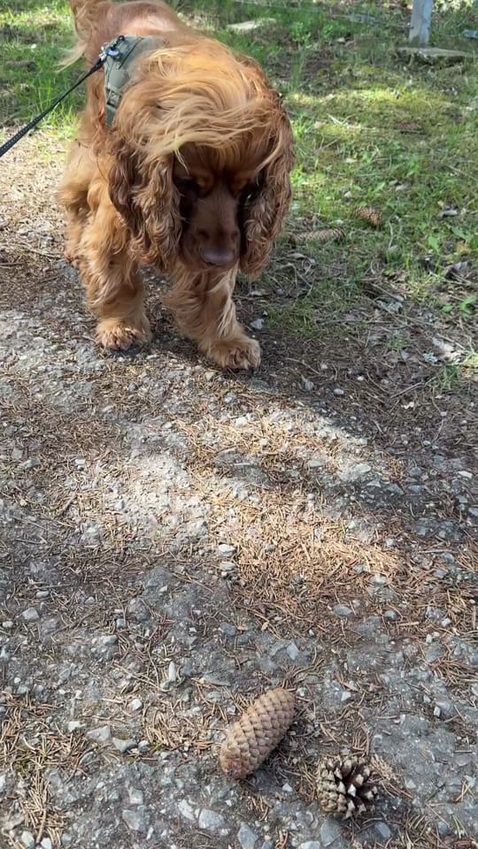 Post 1 by Shari🐉 | Booktok📚 on TikTok (video)