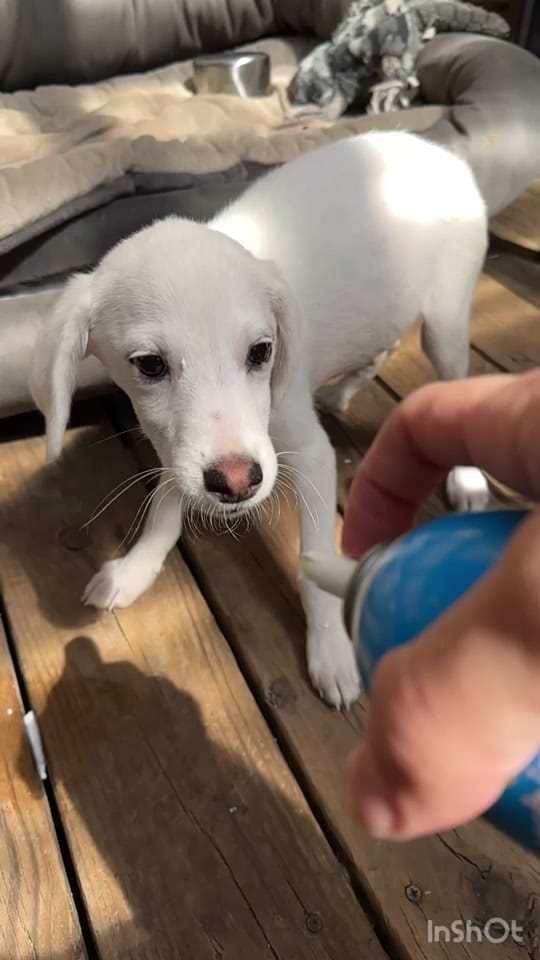 Post 5 by Joshua Robert Couchenour on TikTok (video)