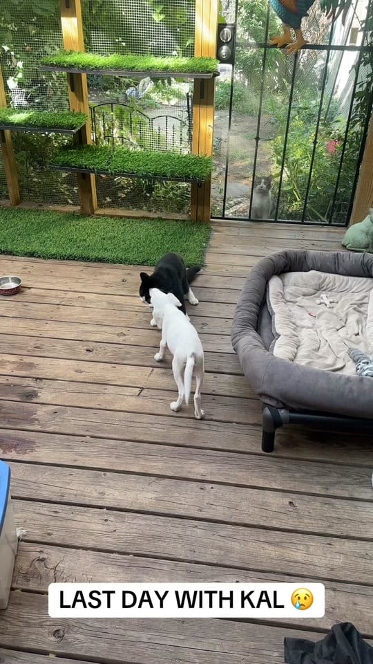 Post 4 by Joshua Robert Couchenour on TikTok (video)
