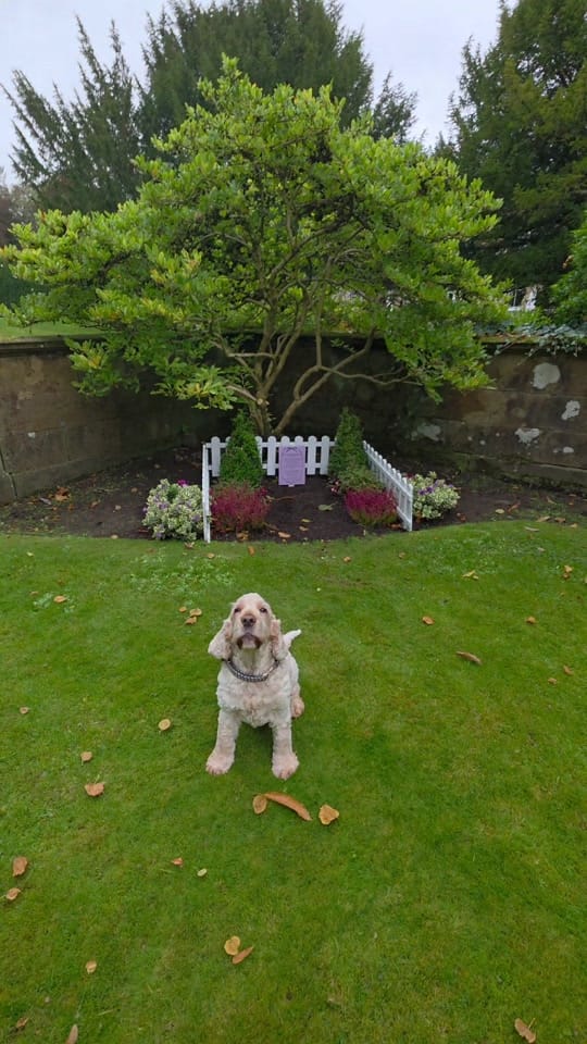 Post 8 by Balbirnie House on TikTok (video)