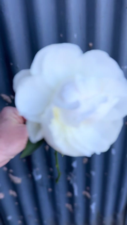 Post 7 by Vintage Violet florist on TikTok (video)