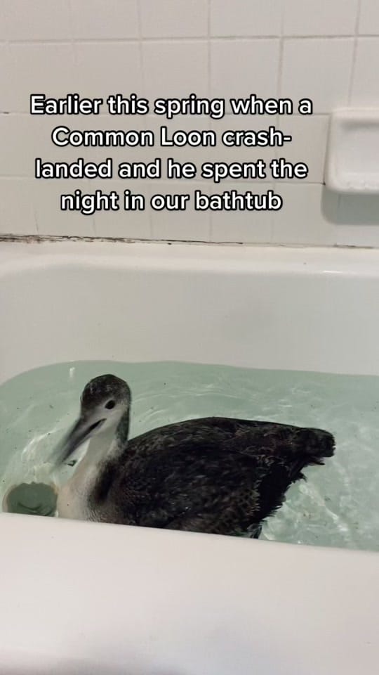 Post 10 by cameron | wildlife rehabber on TikTok (video)