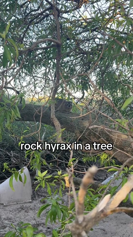 Post 8 by cameron | wildlife rehabber on TikTok (video)
