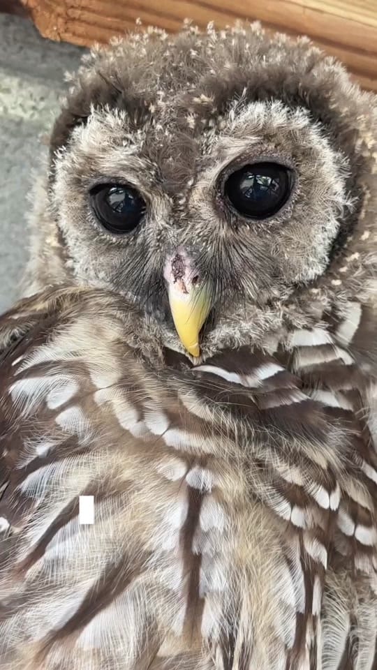 Post 9 by cameron | wildlife rehabber on TikTok (video)