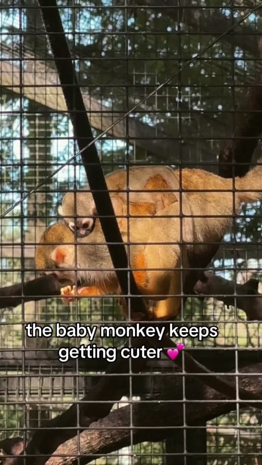 Post 3 by cameron | wildlife rehabber on TikTok (video)