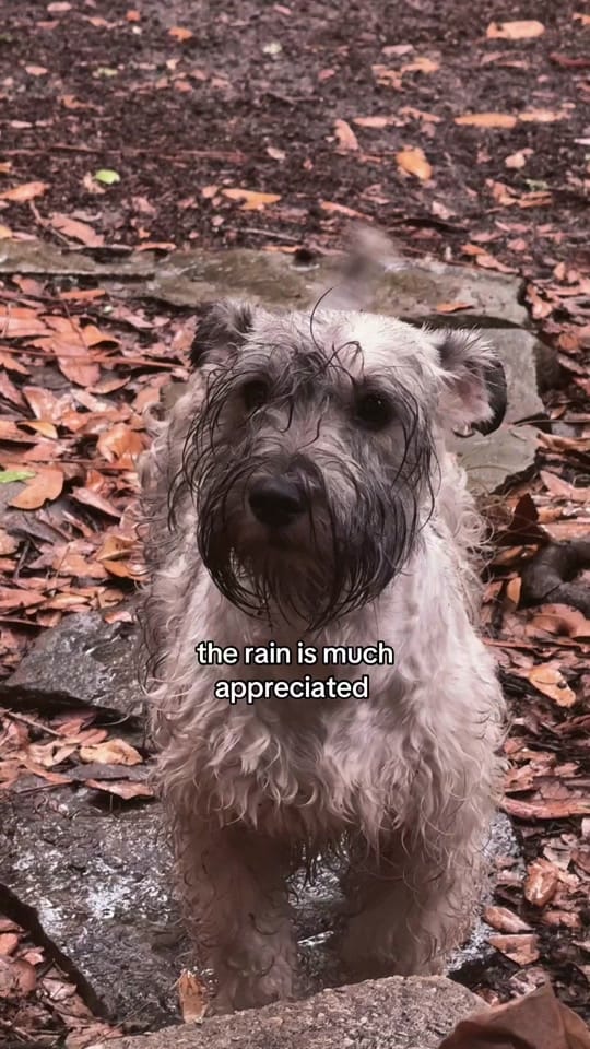 Post 5 by cameron | wildlife rehabber on TikTok (video)