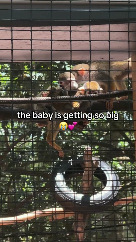Post 1 by cameron | wildlife rehabber on TikTok (video)