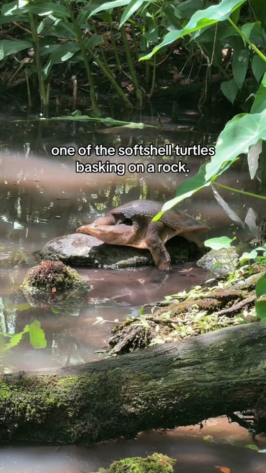 Post 4 by cameron | wildlife rehabber on TikTok (video)