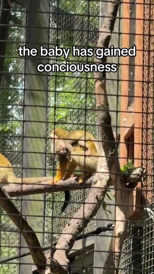Post 6 by cameron | wildlife rehabber on TikTok (video)