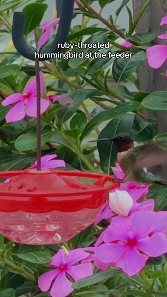 Post 7 by cameron | wildlife rehabber on TikTok (video)