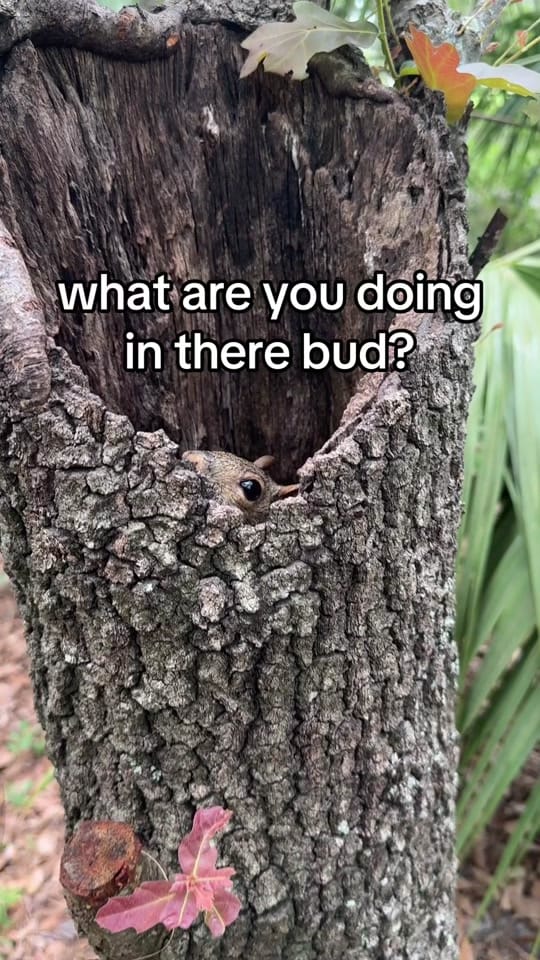 Post 2 by cameron | wildlife rehabber on TikTok (video)