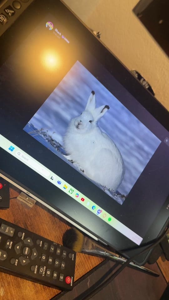 Post 5 by Shark on TikTok (video)