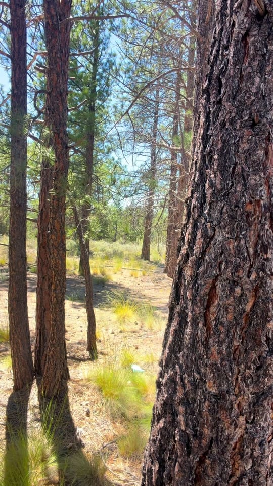 Post 3 by Dustin Dale Gaspard on TikTok (video)
