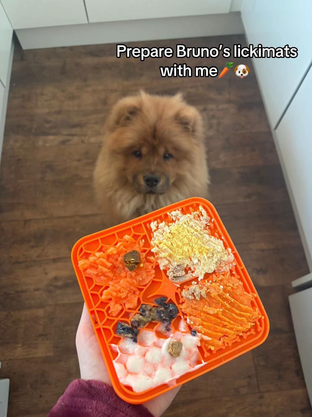 Post 7 by Shannon and Bruno🐶🩵 on TikTok (video)