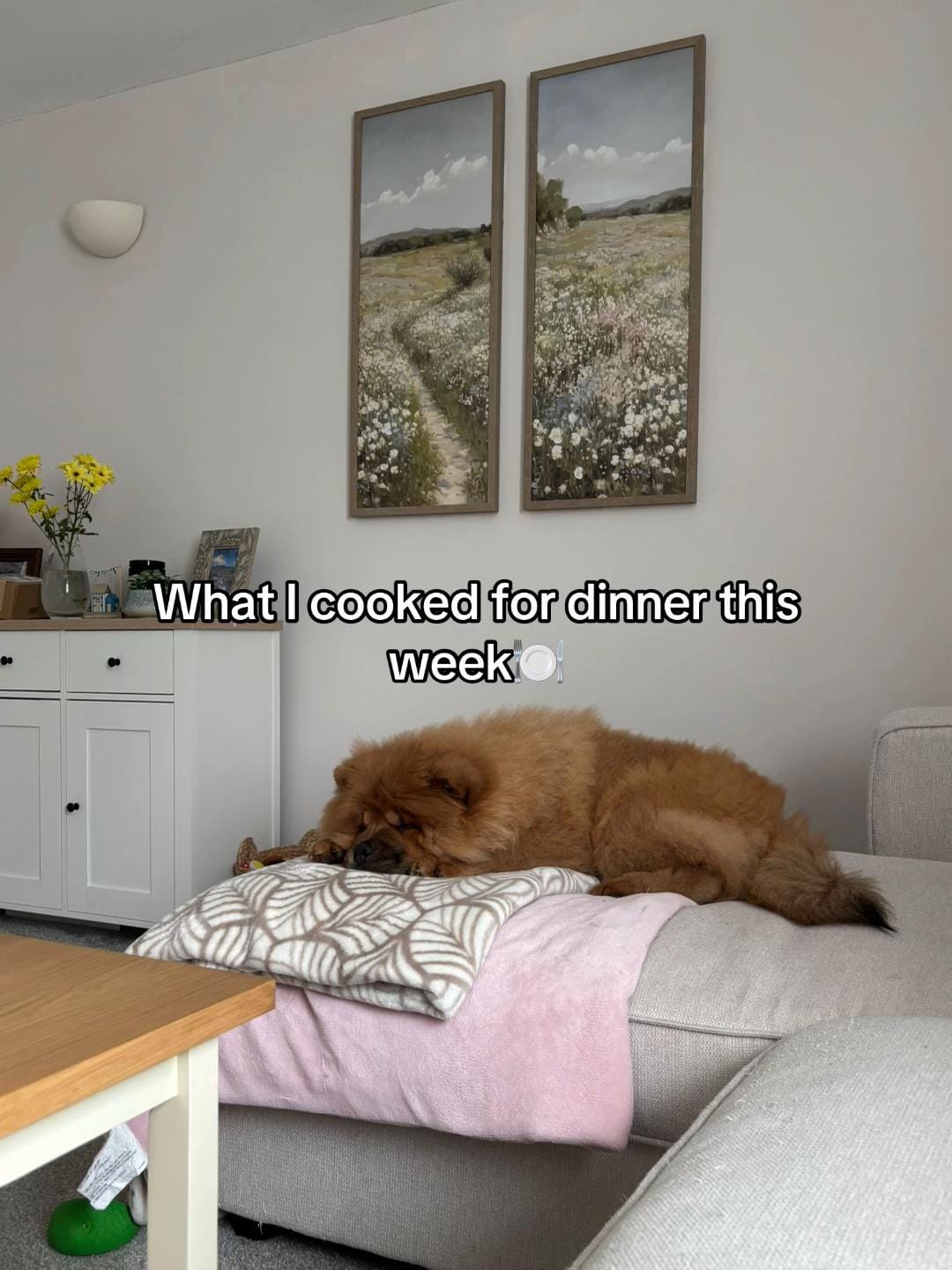 Post 8 by Shannon and Bruno🐶🩵 on TikTok (video)