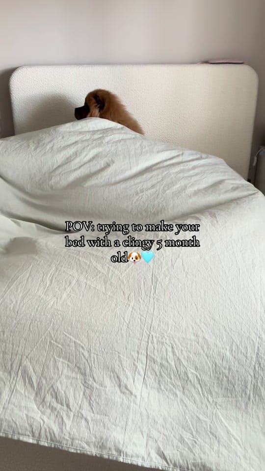 Post 2 by Shannon and Bruno🐶🩵 on TikTok (video)