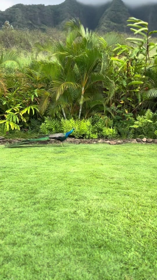 Post 10 by Punky Aloha on TikTok (video)