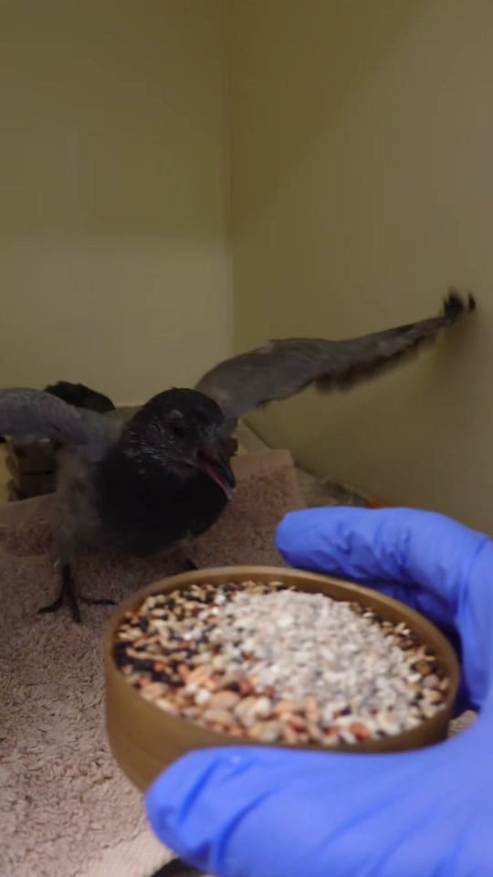 Post 7 by RSPCA Mallydams Wood Wildlife on TikTok (video)
