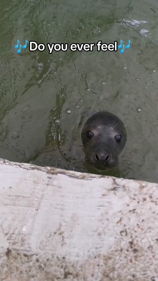 Post 8 by RSPCA Mallydams Wood Wildlife on TikTok (video)