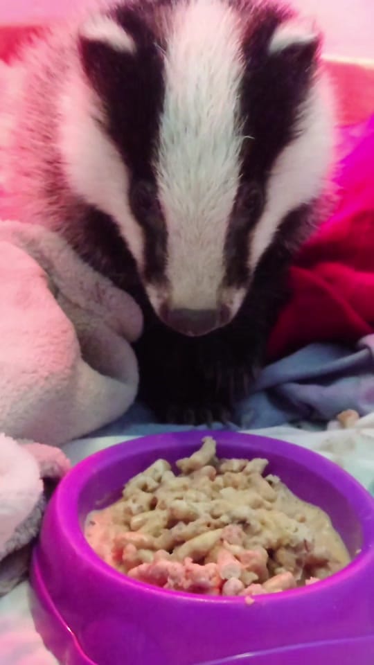 Post 6 by RSPCA Mallydams Wood Wildlife on TikTok (video)