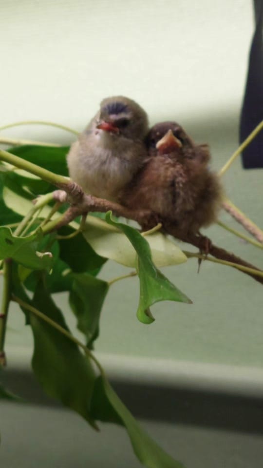 Post 1 by RSPCA Mallydams Wood Wildlife on TikTok (video)