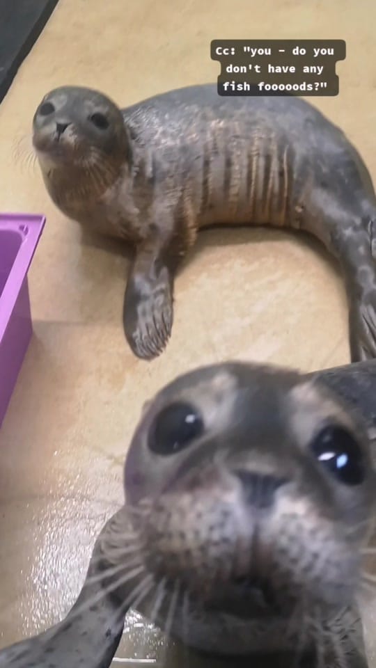 Post 10 by RSPCA Mallydams Wood Wildlife on TikTok (video)