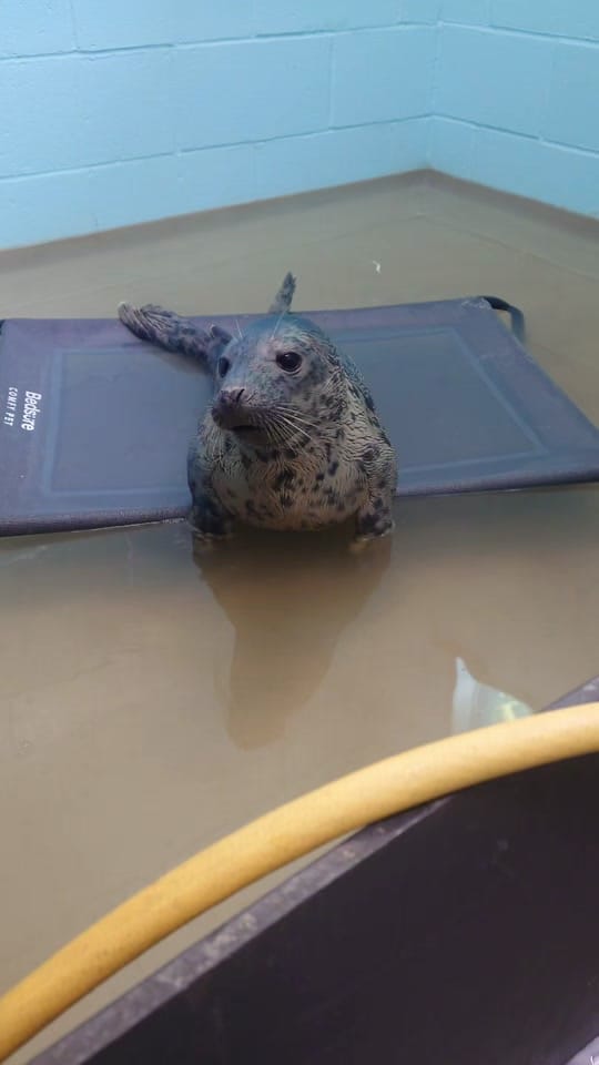 Post 3 by RSPCA Mallydams Wood Wildlife on TikTok (video)