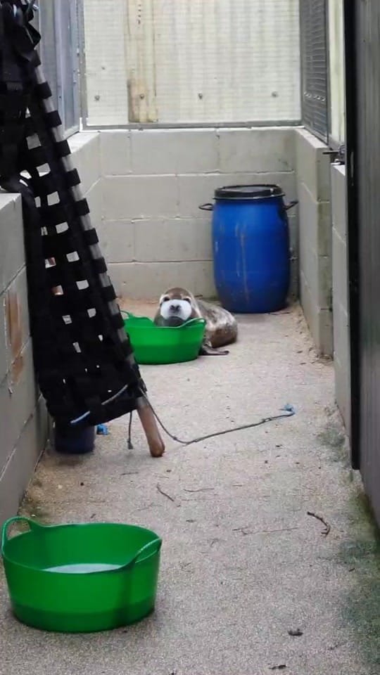 Post 9 by RSPCA Mallydams Wood Wildlife on TikTok (video)
