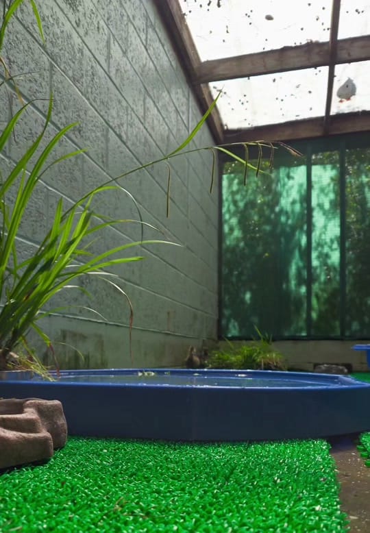 Post 5 by RSPCA Mallydams Wood Wildlife on TikTok (video)