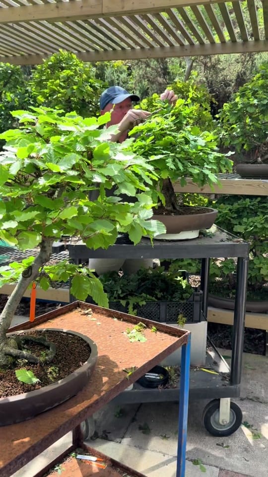 Post 1 by Bonsai Direct on TikTok (video)