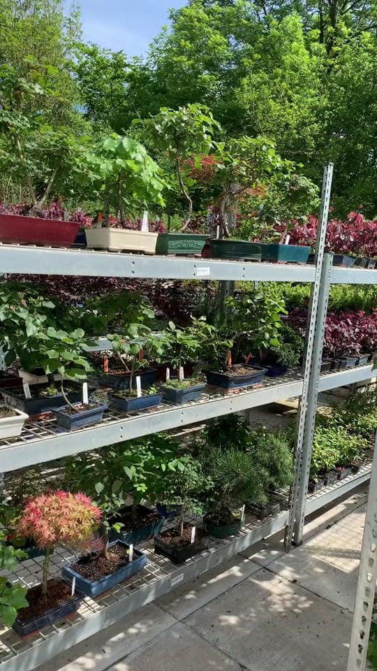 Post 9 by Bonsai Direct on TikTok (video)