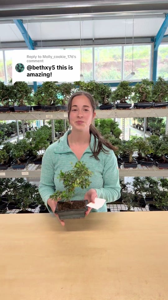 Post 4 by Bonsai Direct on TikTok (video)