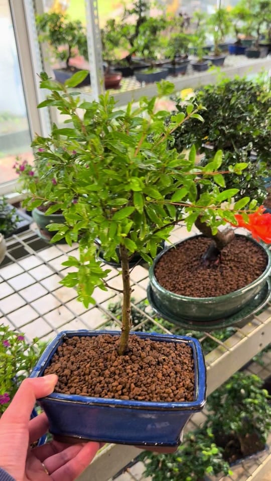Post 8 by Bonsai Direct on TikTok (video)