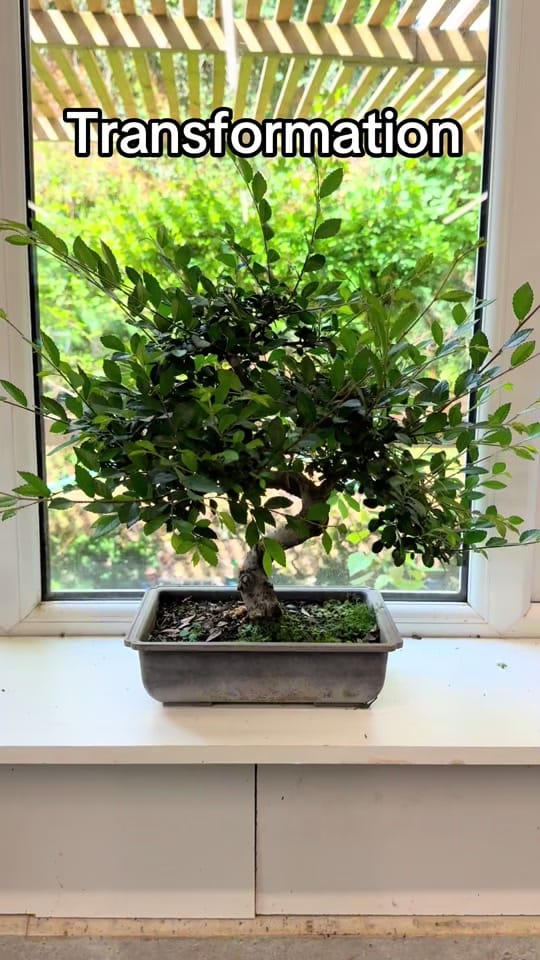 Post 2 by Bonsai Direct on TikTok (video)