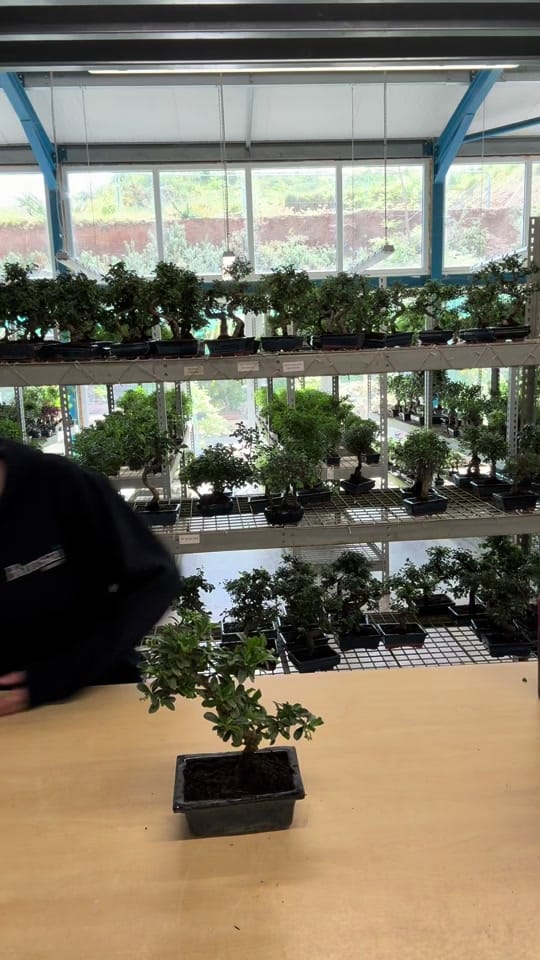 Post 10 by Bonsai Direct on TikTok (video)