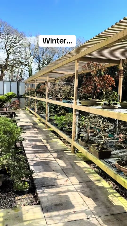 Post 6 by Bonsai Direct on TikTok (video)